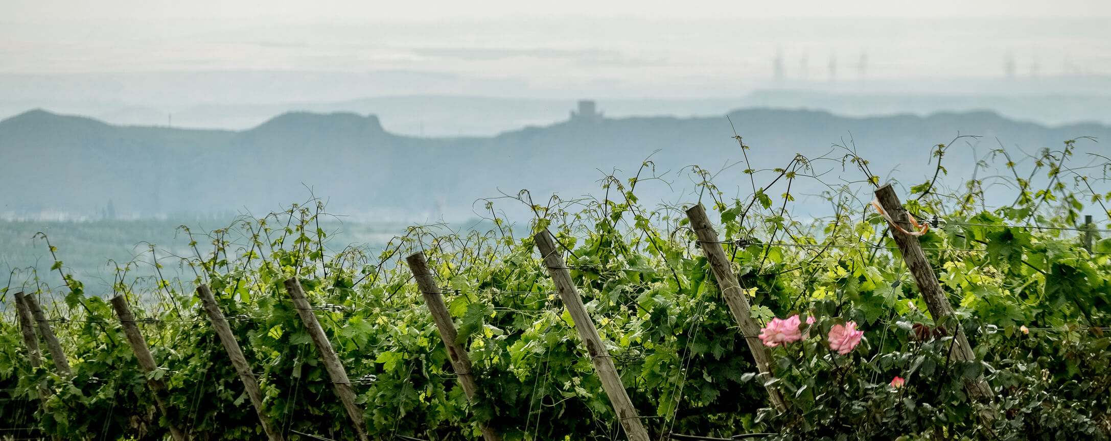 Viñedo Hoyo Judío