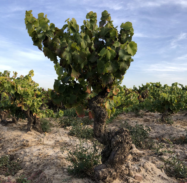 Cepa de viñedo El Arca