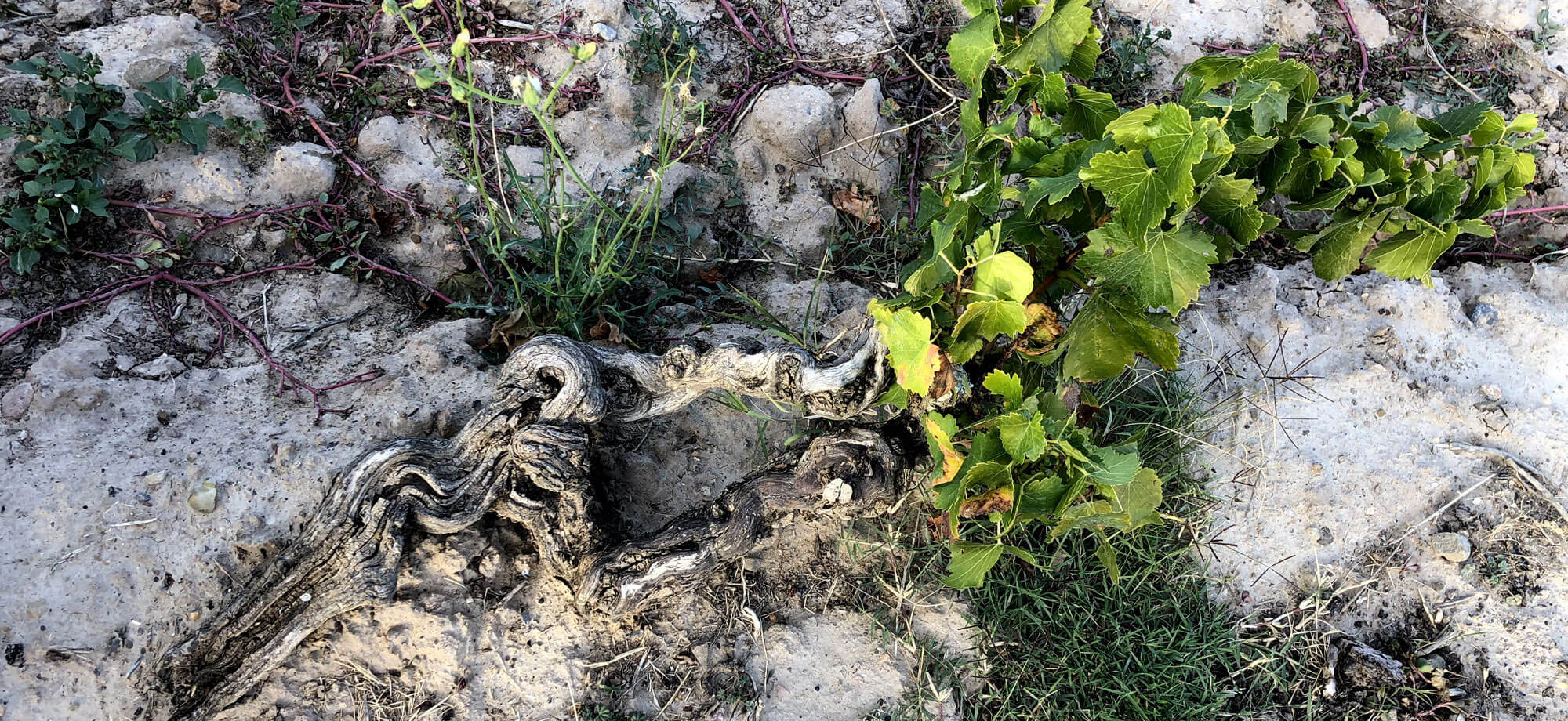 The poorest soils for the vineyard 