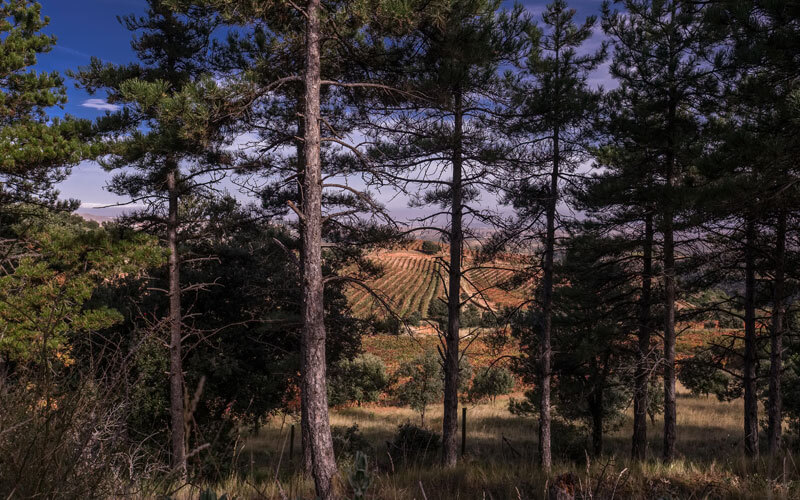 Pinares en viñedo La Pasada