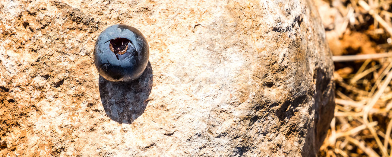 Grano de uva Queirón