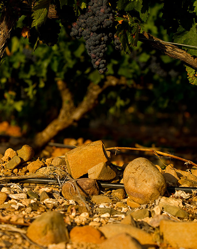 Soil with stones