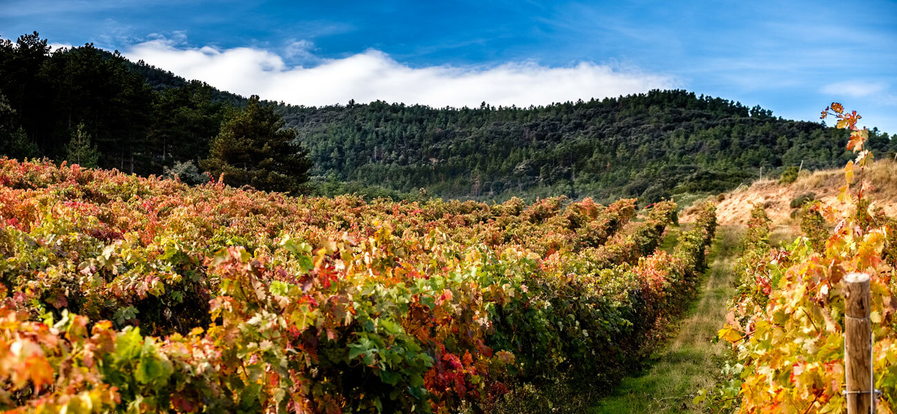 Viñedos de altura, viña La Pasada