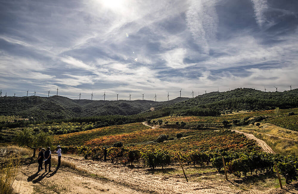 Tempranillo: Un poco de historia en la evolución del vino de Rioja