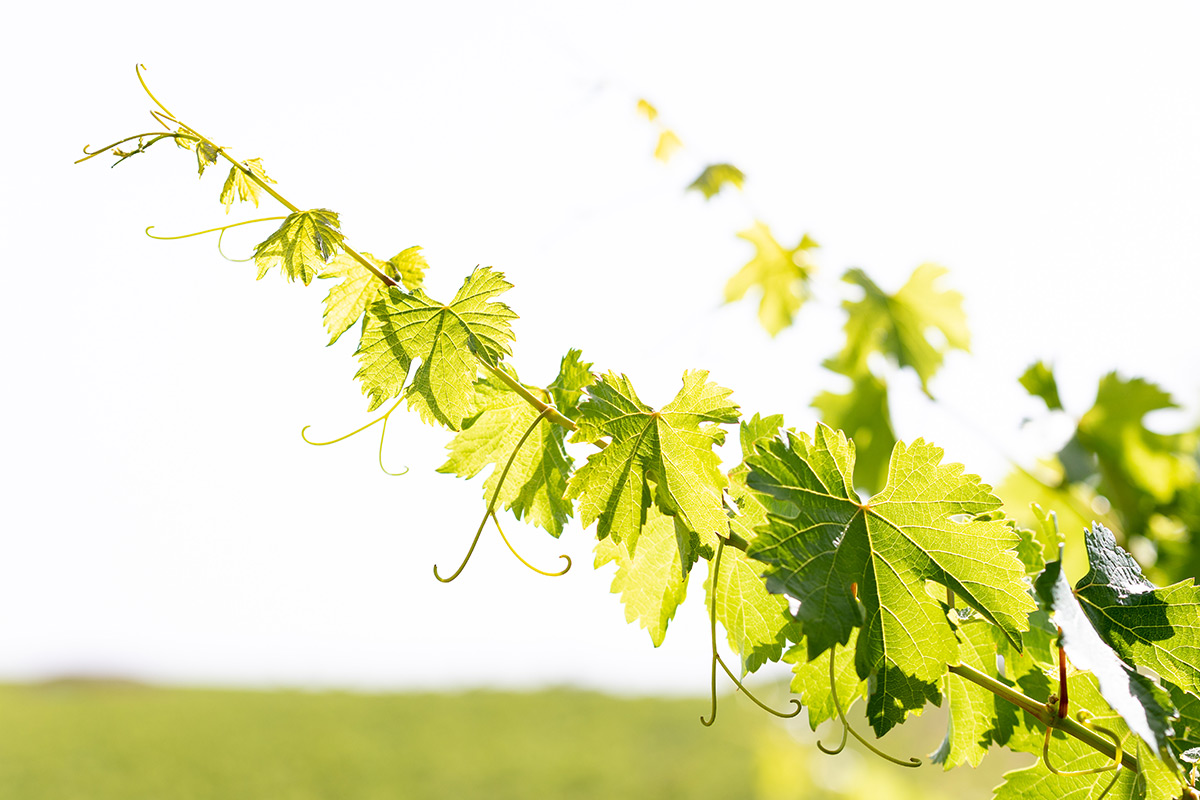 Tempranillo Blanco