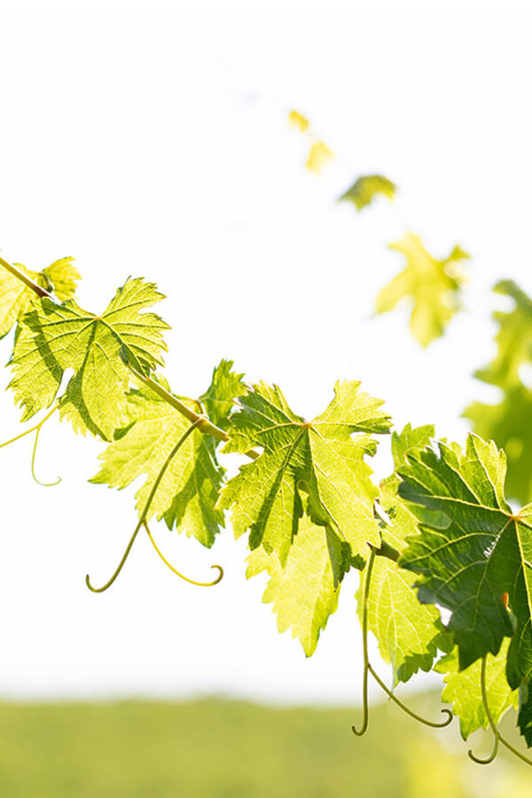 Tempranillo Blanco