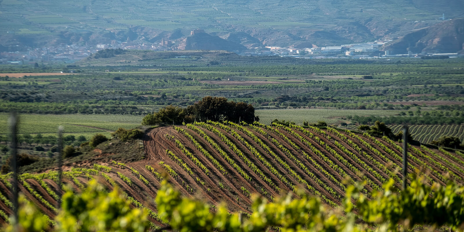 El viñedo de graciano, El Pozo, en la Sierra de Yerga