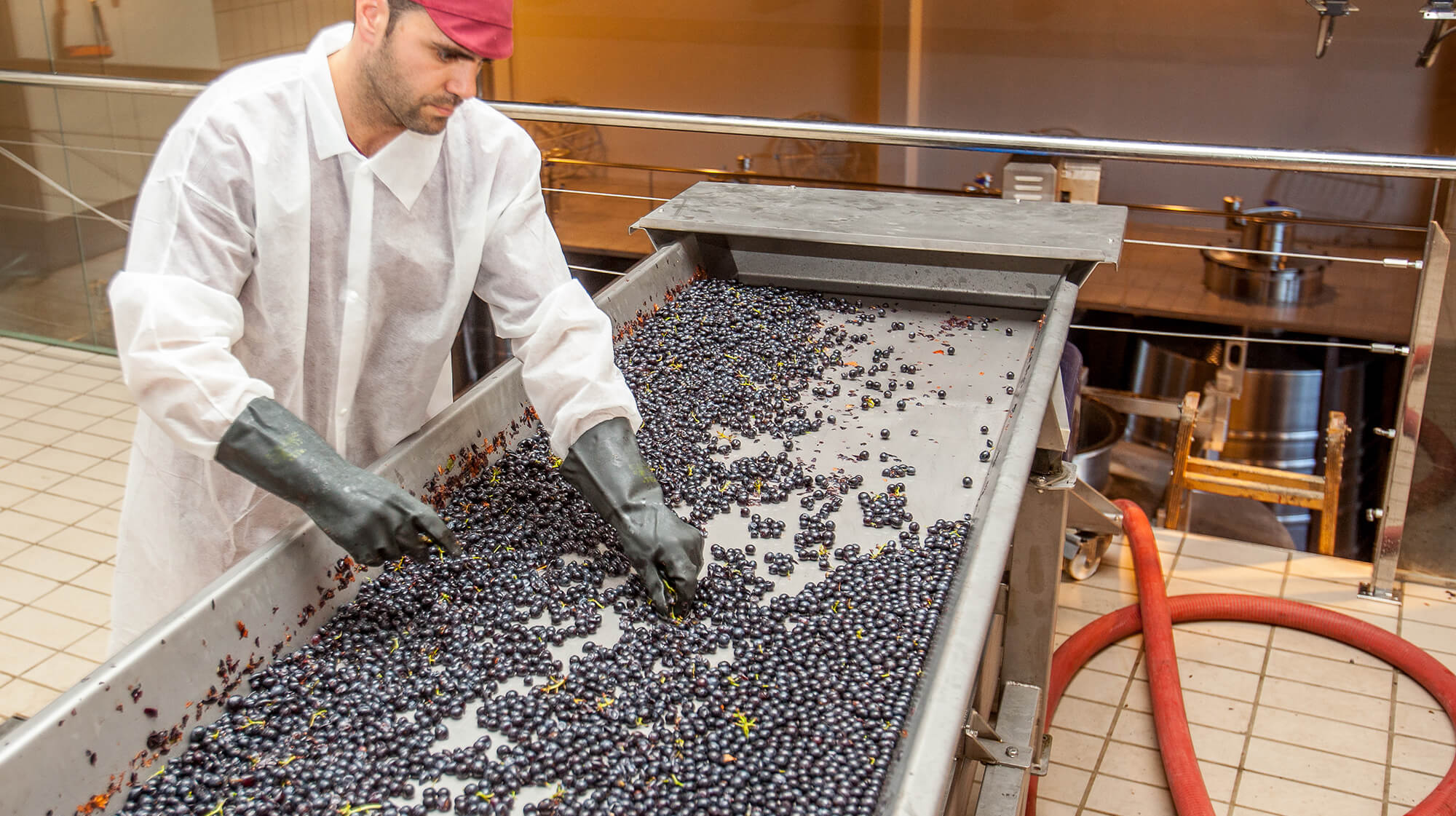 Selección en mesa de las uvas de graciano, antes de encubar