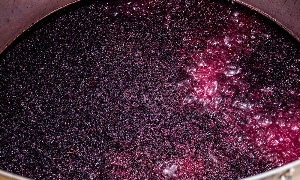 Sombrero del graciano en fase de fermentación