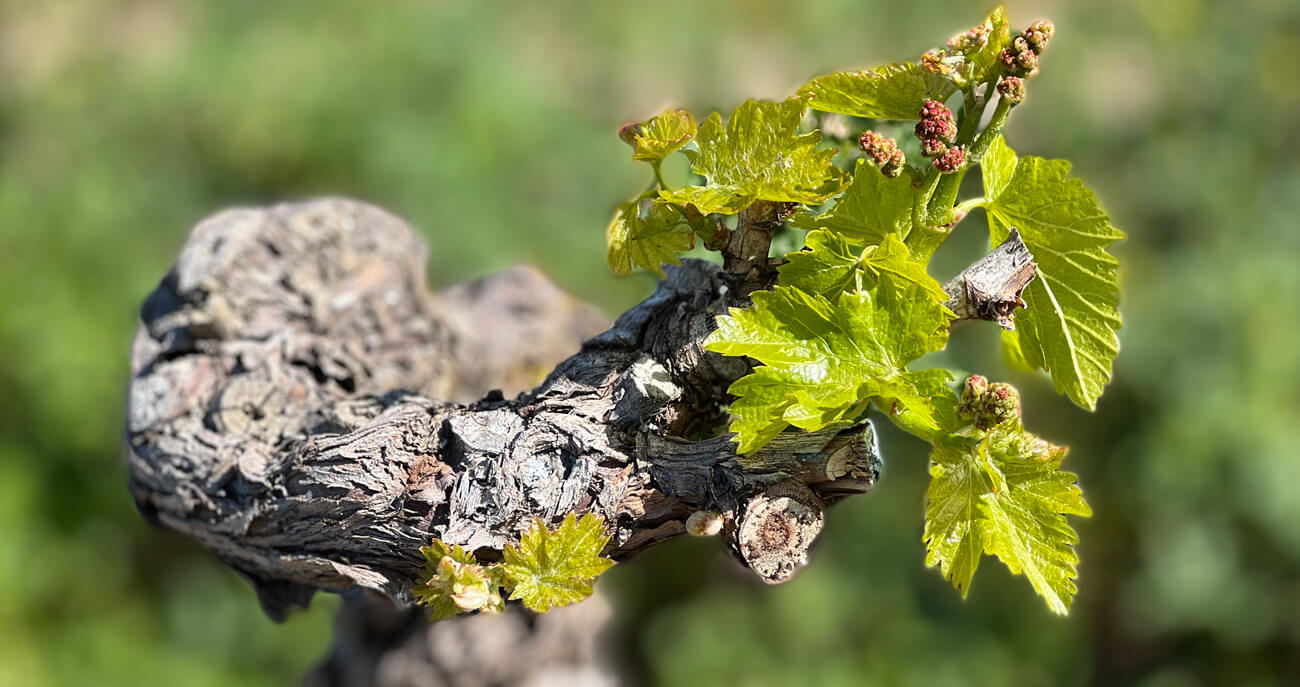 La viticultura de precisión es clave en la filosofía de los Ensayos Capitales de Queirón La viticultura de precisión es clave en la filosofía de los Ensayos Capitales de Queirón